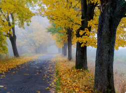 park in autumn

