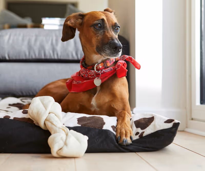 dog laying in his pet bed next to a sofa, photo
