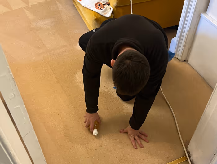 spot cleaning a carpet