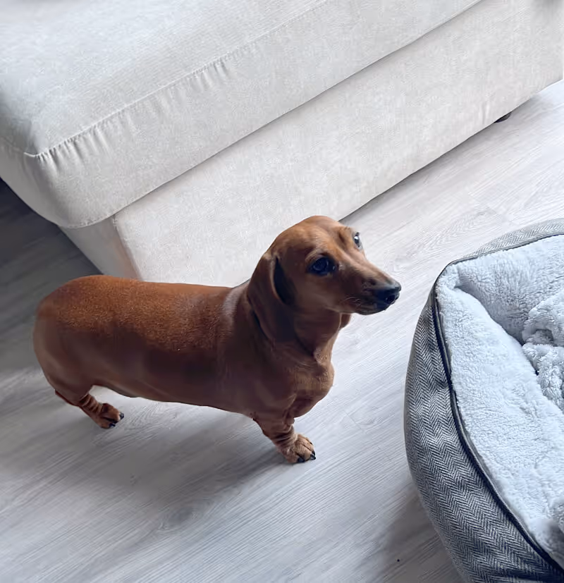 dog standing by a sofa, photo