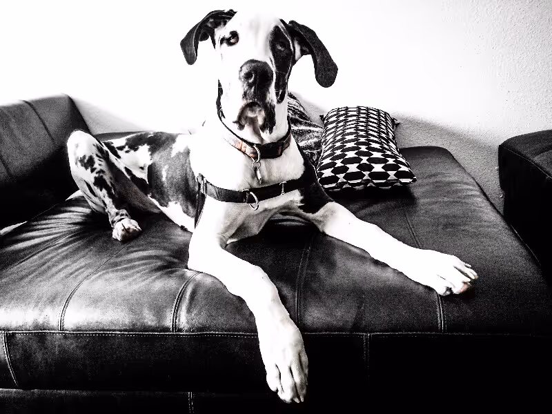 dog on leather sofa