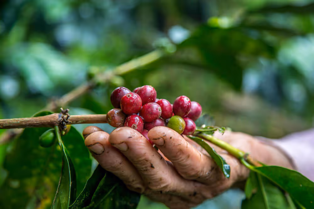 Hand picking fruits in a tree. Interu: Traceability Solutions