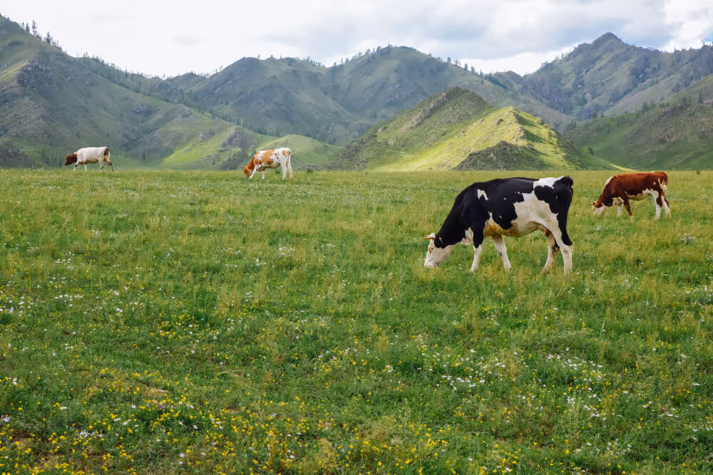 Organic Dairy Herd Grazes Meadows Mountains. Interu: Supply Chain Traceability