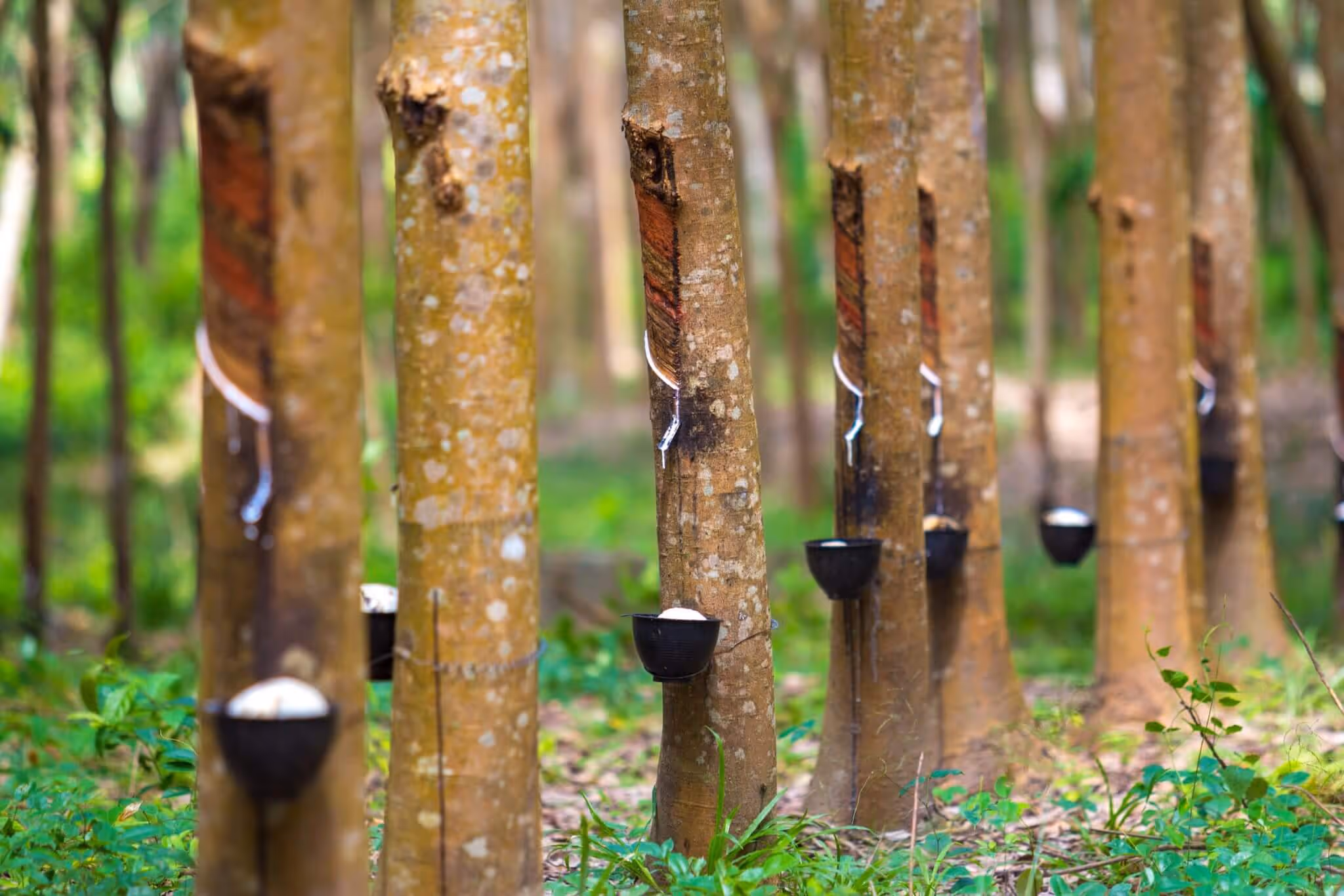 Rubber Tree. Interu: Supply Chain Traceability