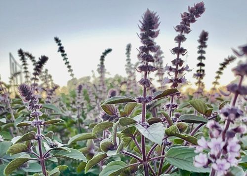 Lake Highland Community Garden Herb Garden