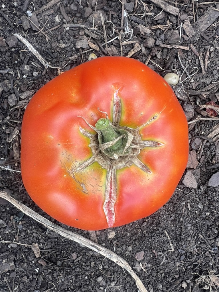LHCG Tomato Palooza