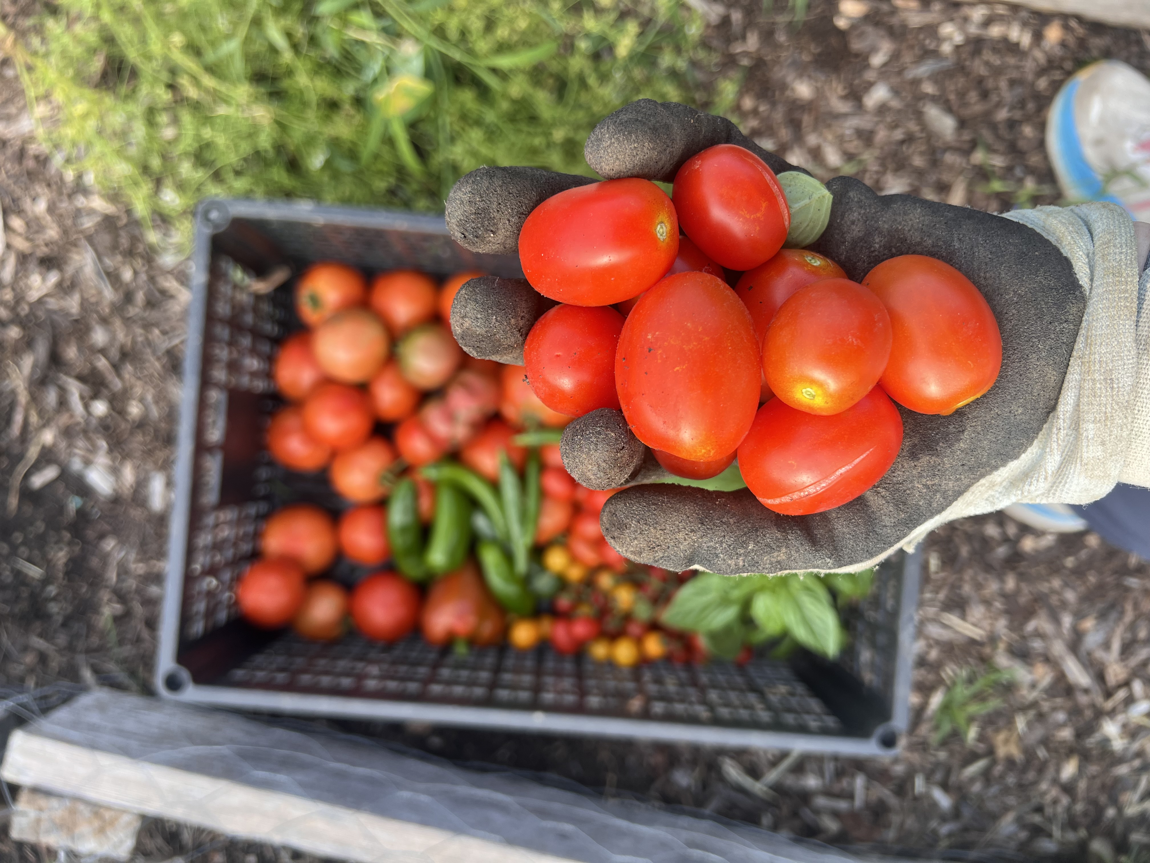 Tomato Palooza Recipes