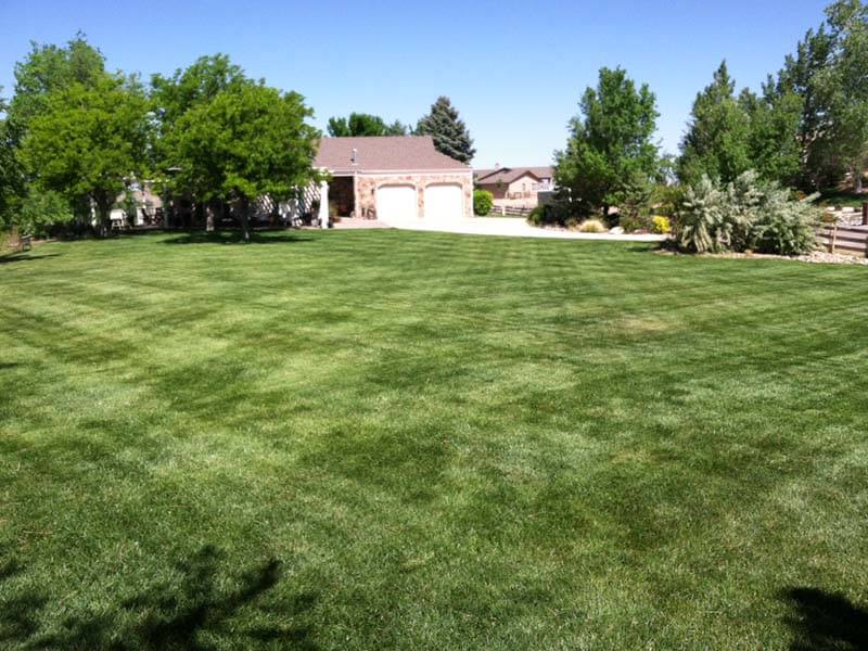 big field of grass with a home and trees