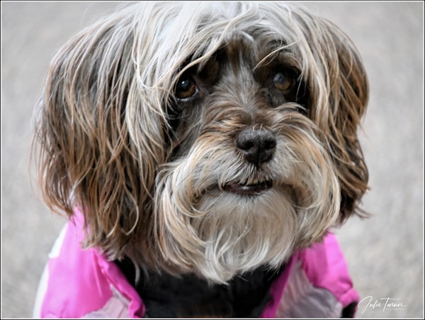 white and black long coat small dog