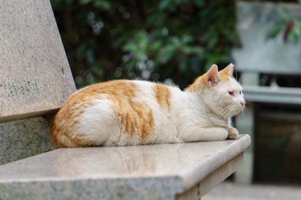 an orange and white cat laying on top of a bench