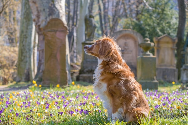 brown and white long coated dog on purple flower field during daytime