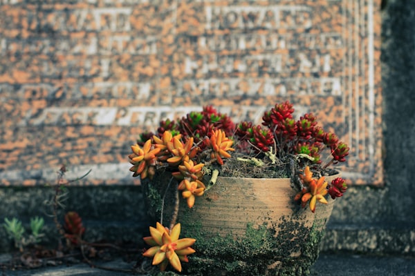 a potted plant with red and yellow flowers in front of a brick wall