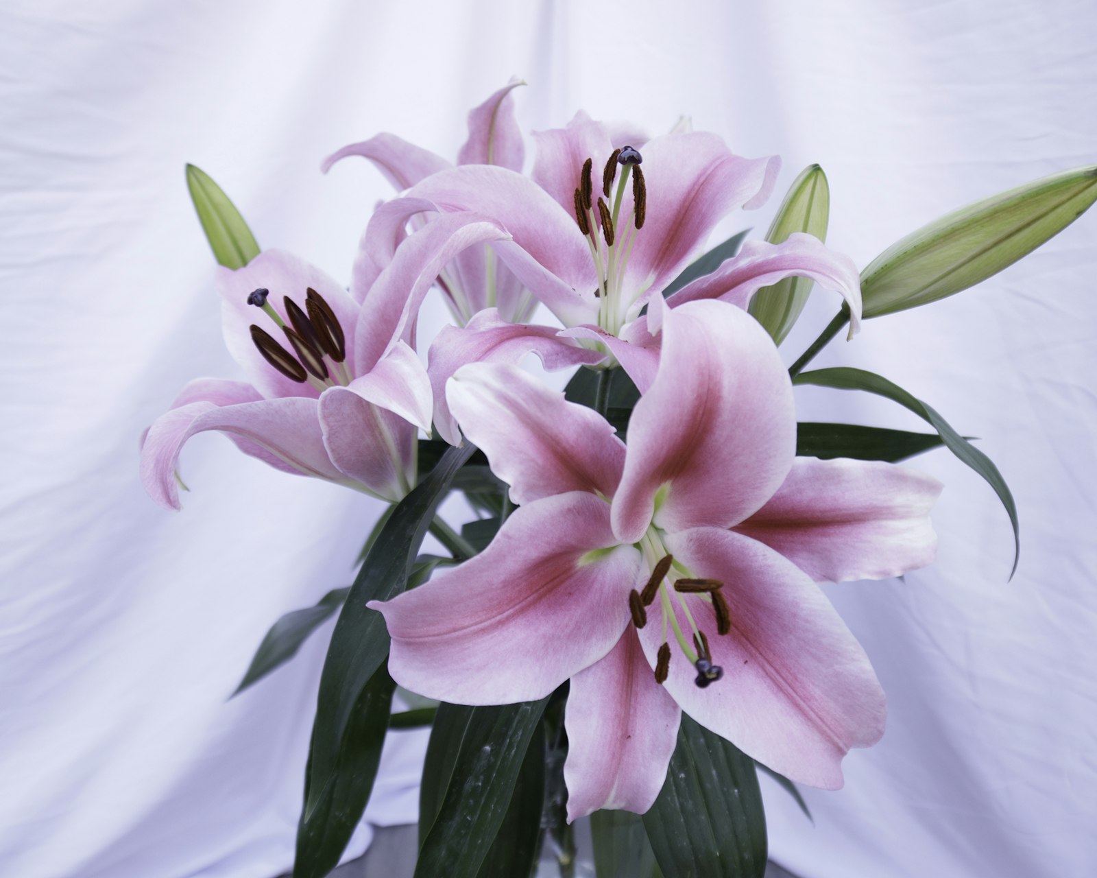 Pink lilies are in full bloom.