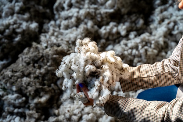 Hands holding fluffy white cotton bolls