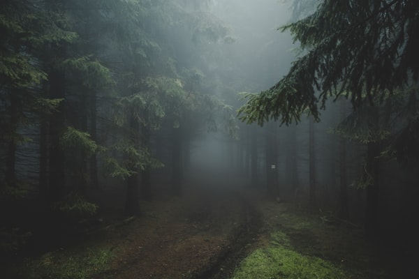 A dirt path winding through a dense forest filled with thick grey fog
