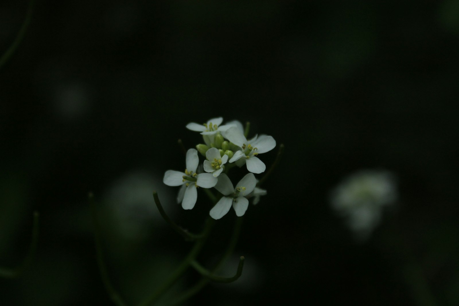 a close up of a small white flower