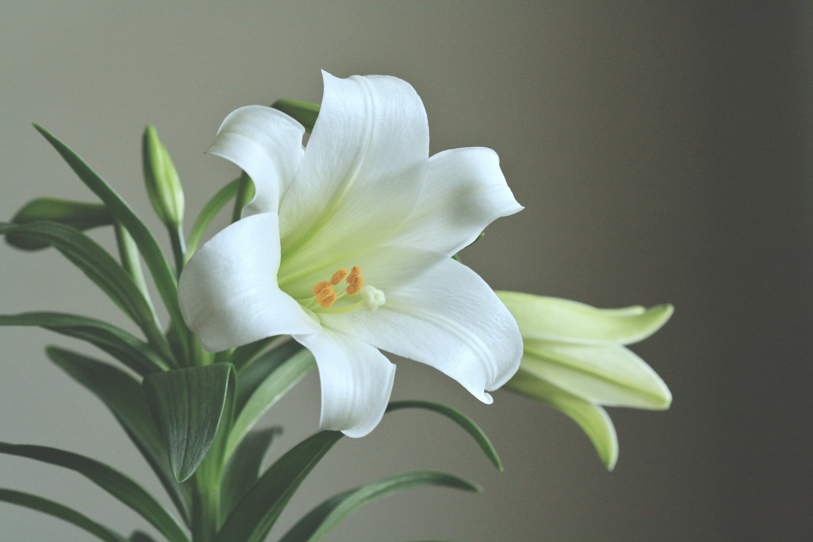 A white Easter lily flower with yellow stamens and green leaves