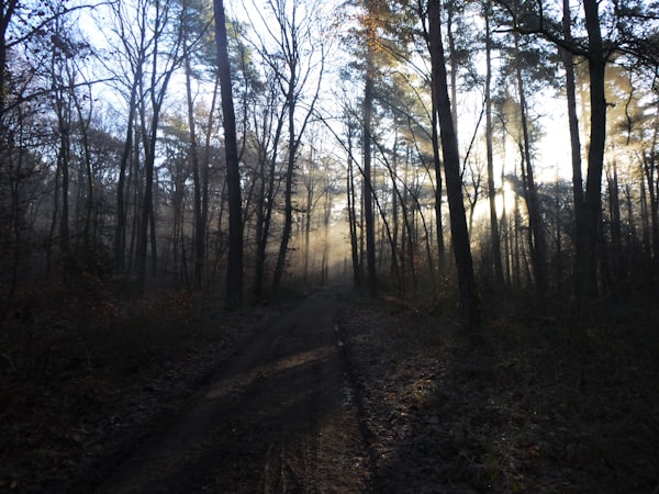 the sun is shining through the trees in the woods