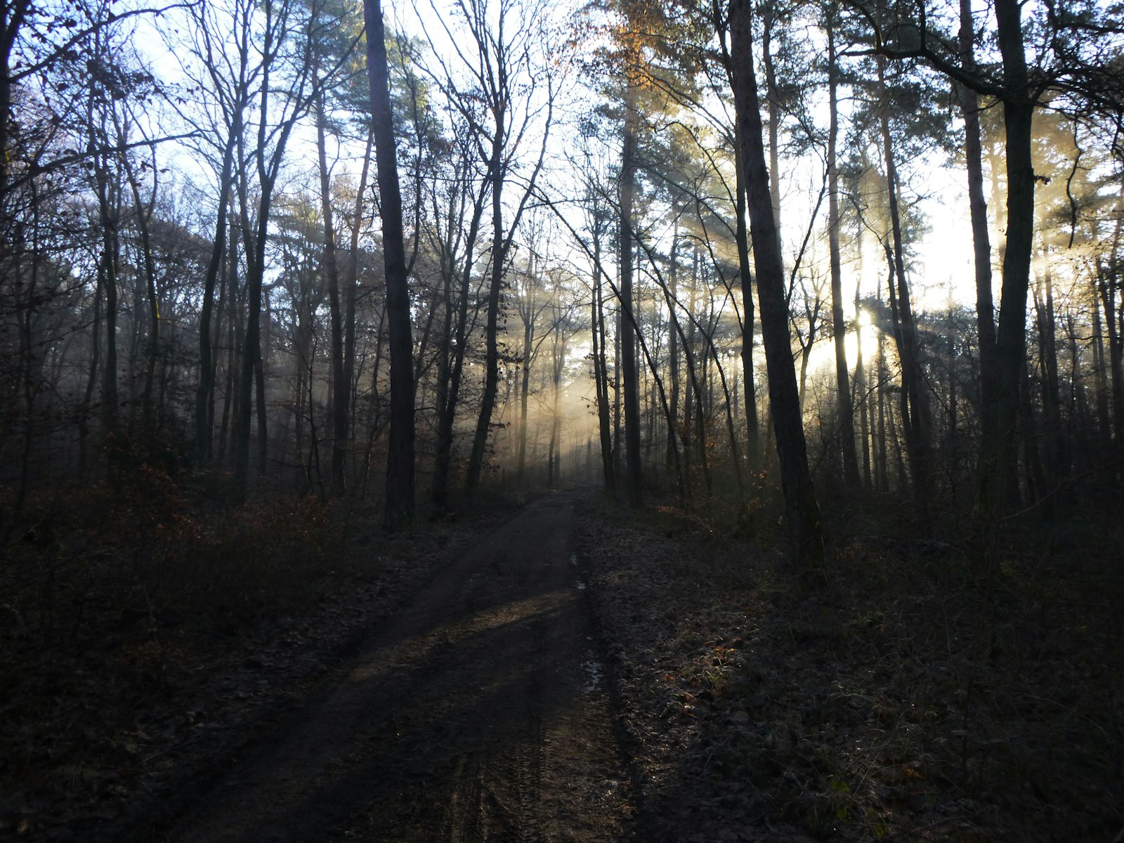 the sun is shining through the trees in the woods