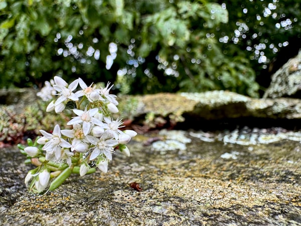 White flowers bloom atop a weathered stone