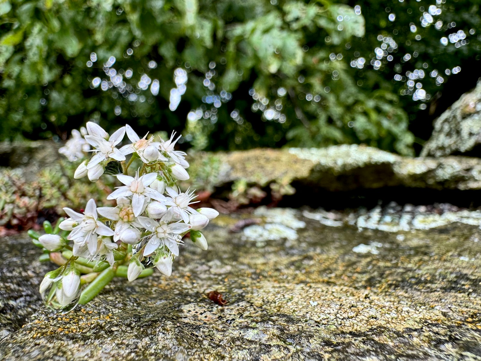 White flowers bloom atop a weathered stone