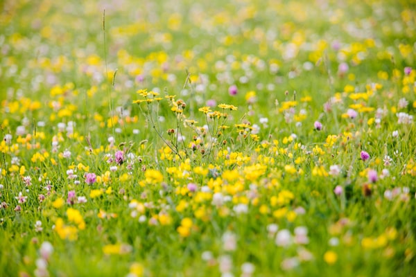 yellow flower field during daytime