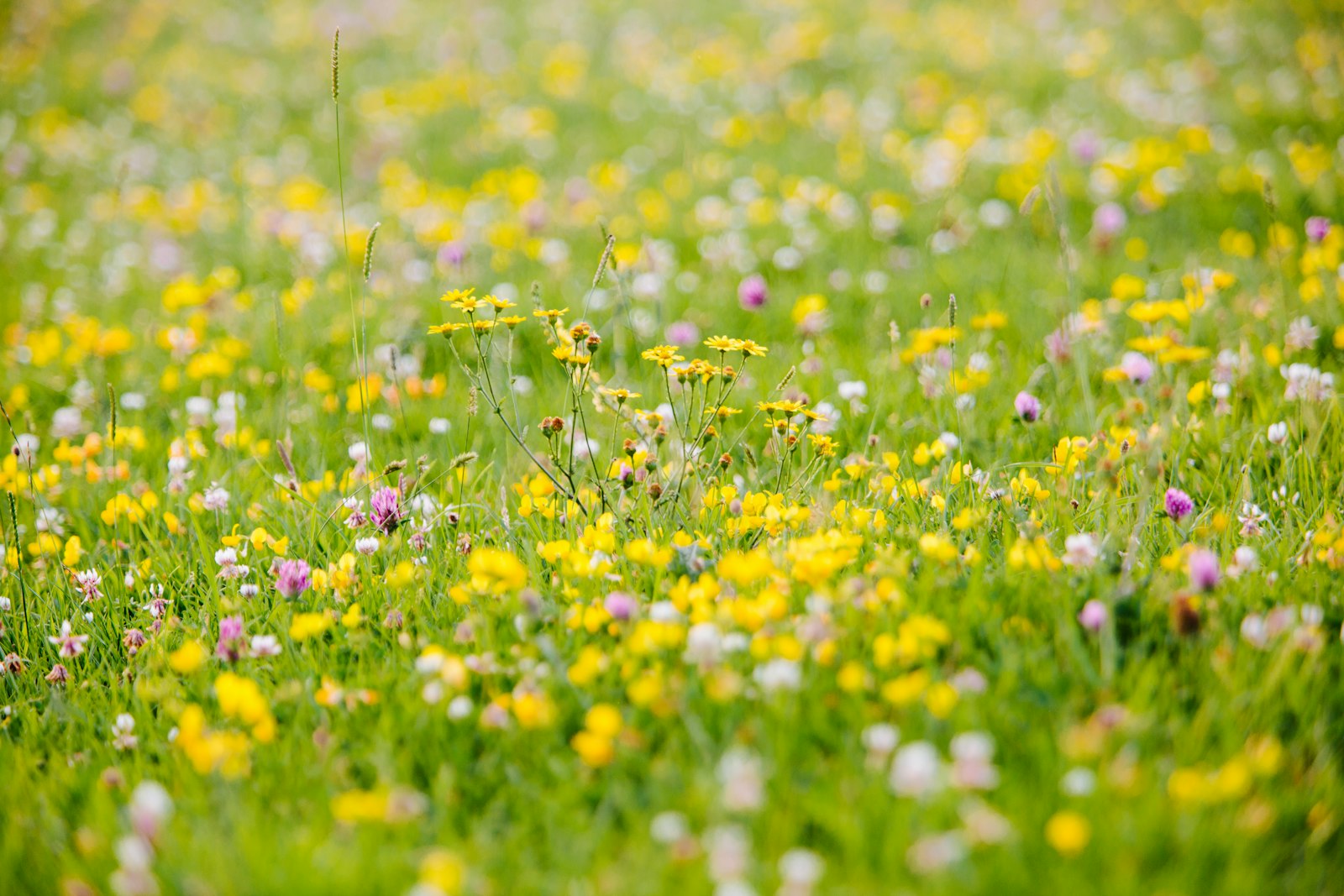 yellow flower field during daytime