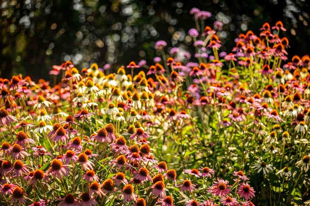 Wetlands & DEC Permitting Services