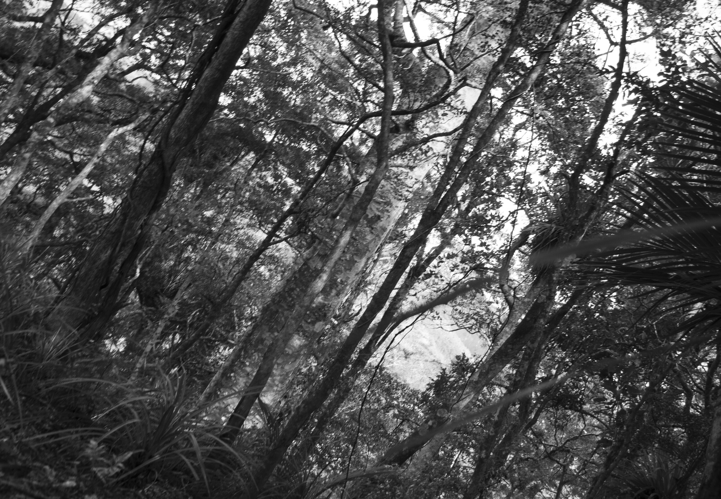 Ngahere Behind a Pile of Metal