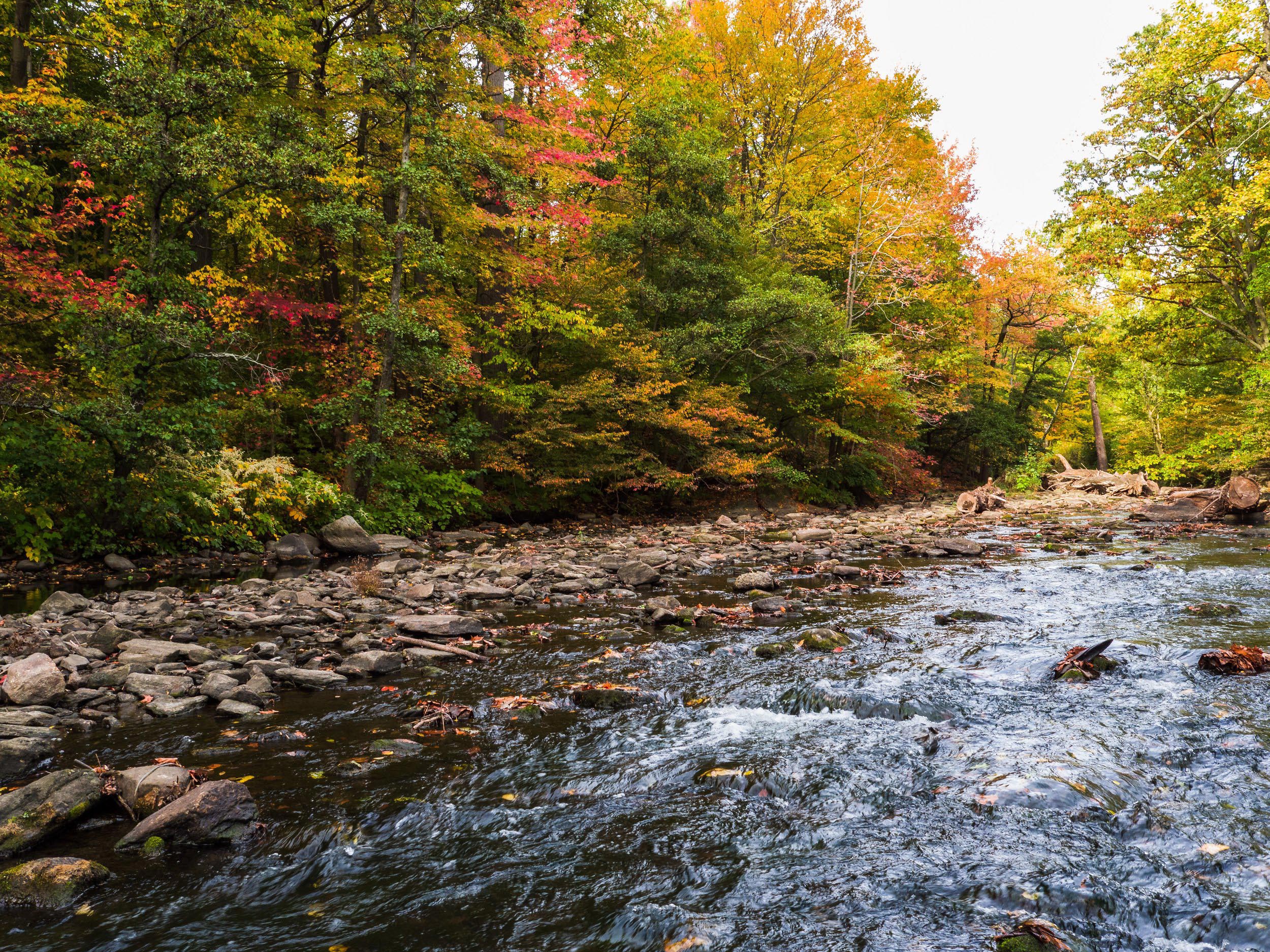 River with forest trees