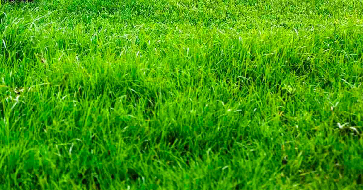 green grass closeup with blur
