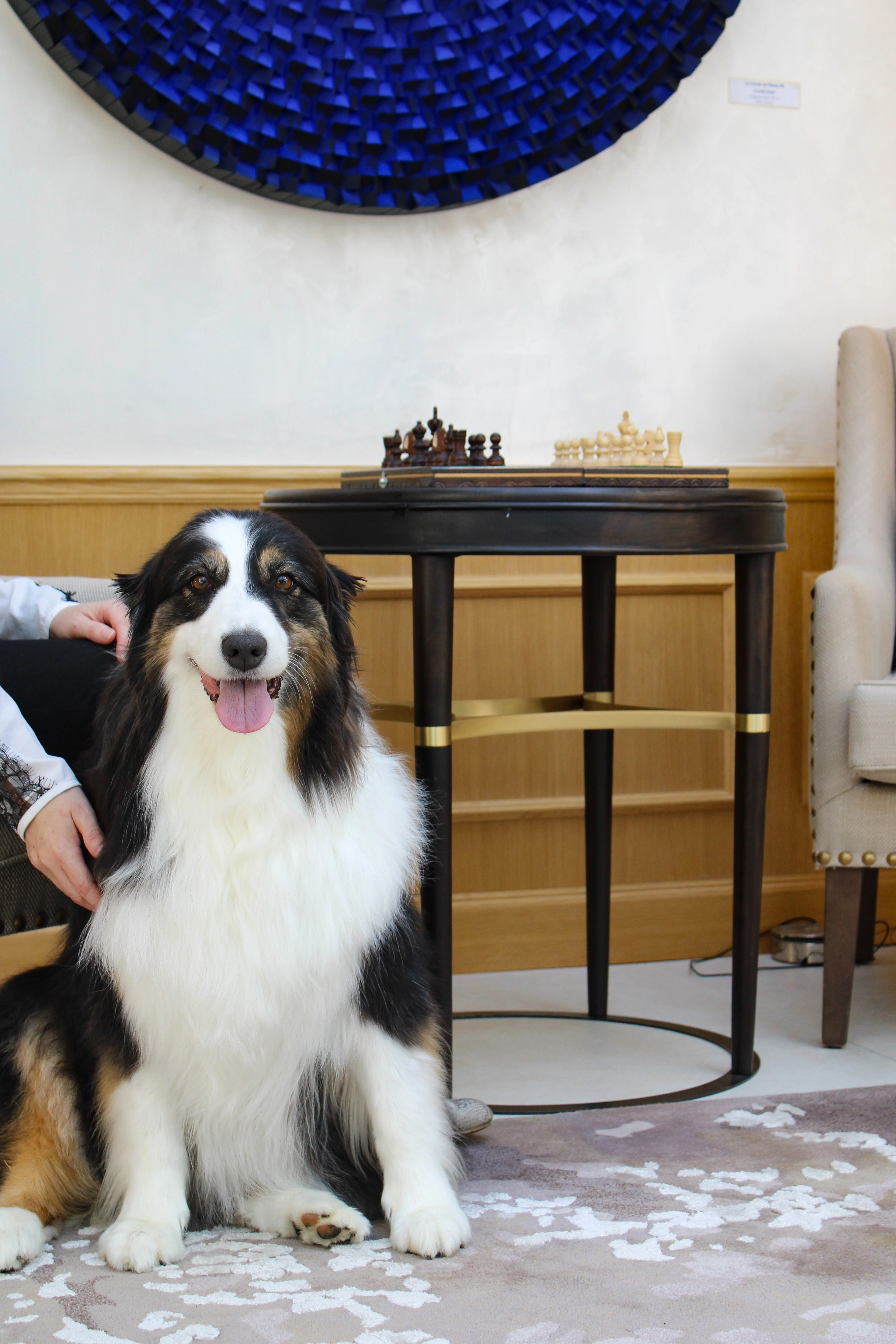 Animaux Chiens Hôtel Chais Monnet & Spa