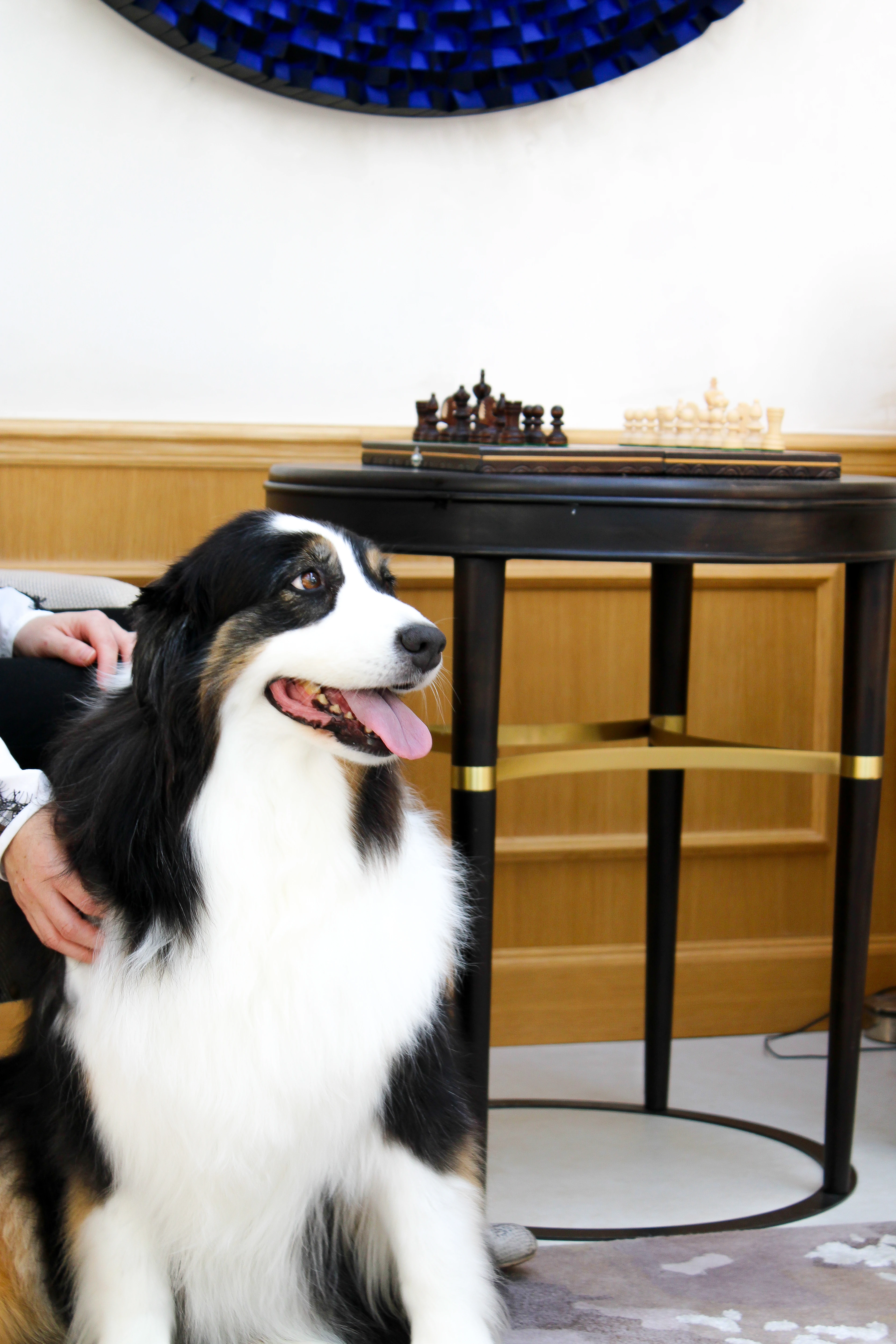 Chien animal Hôtel Chais Monnet & Spa Cognac