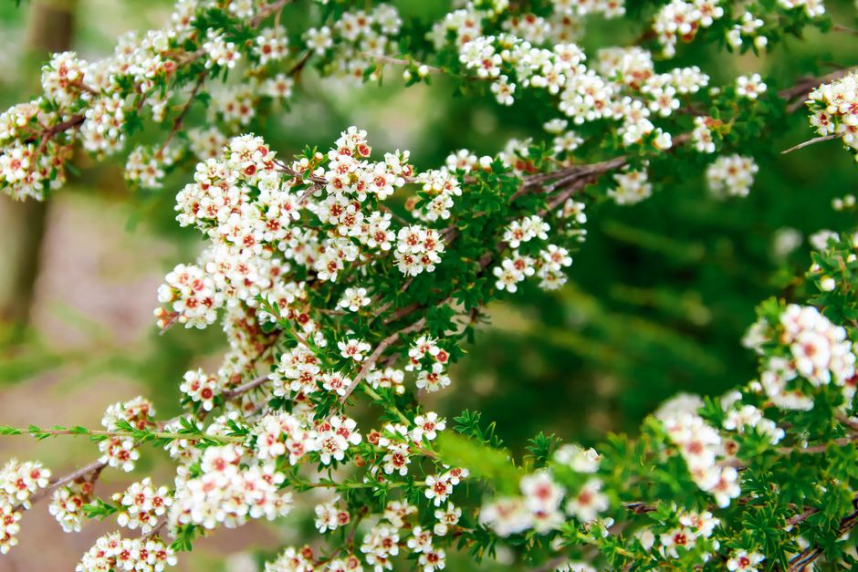 Best Manuka Honey for Eczema: Natural Relief That Works