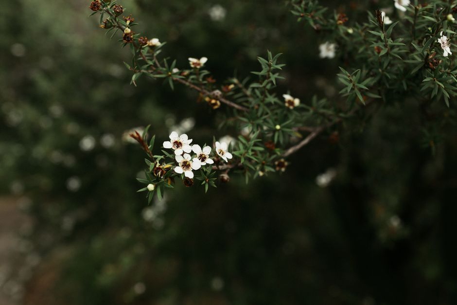 manuka honey eczema