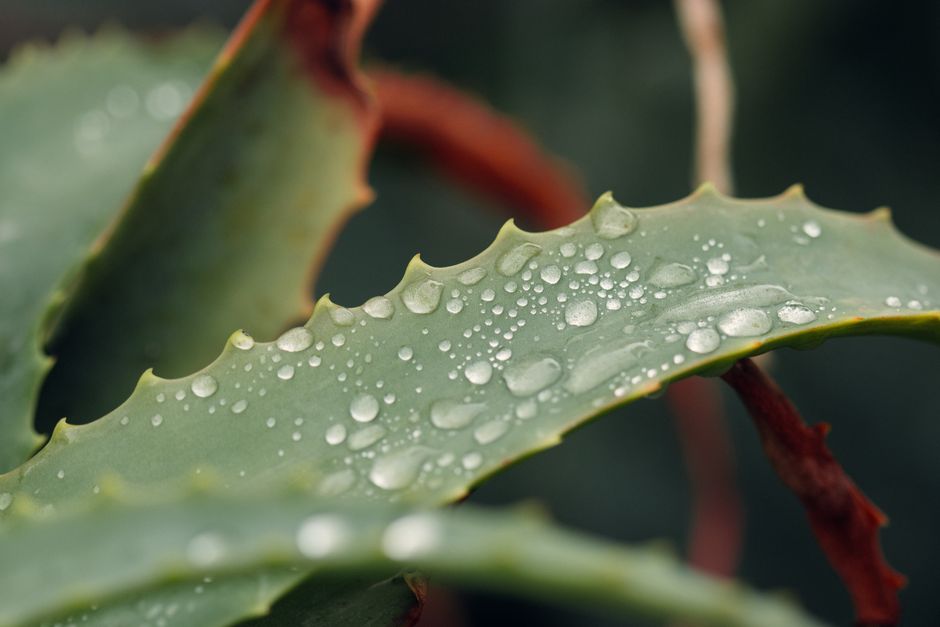 aloe and eczema