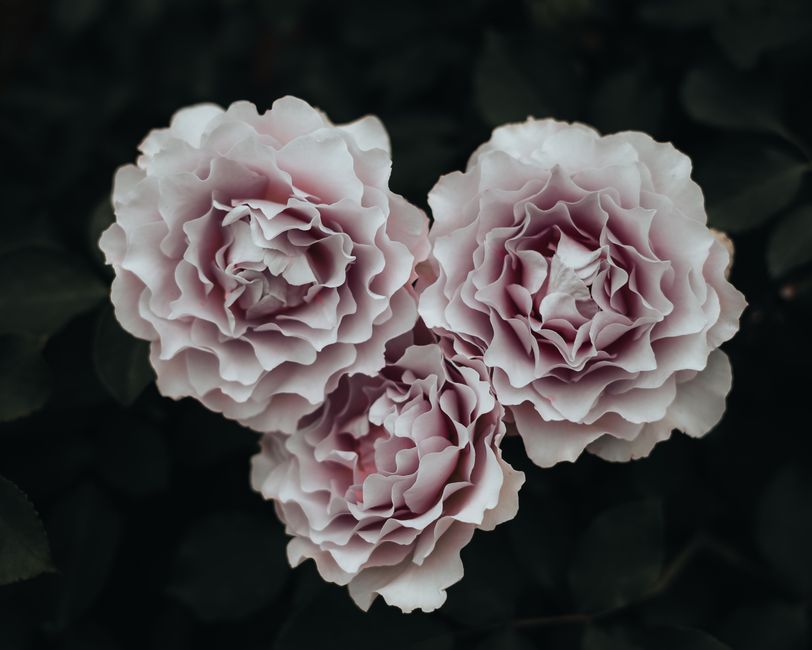 rosacea triple cream