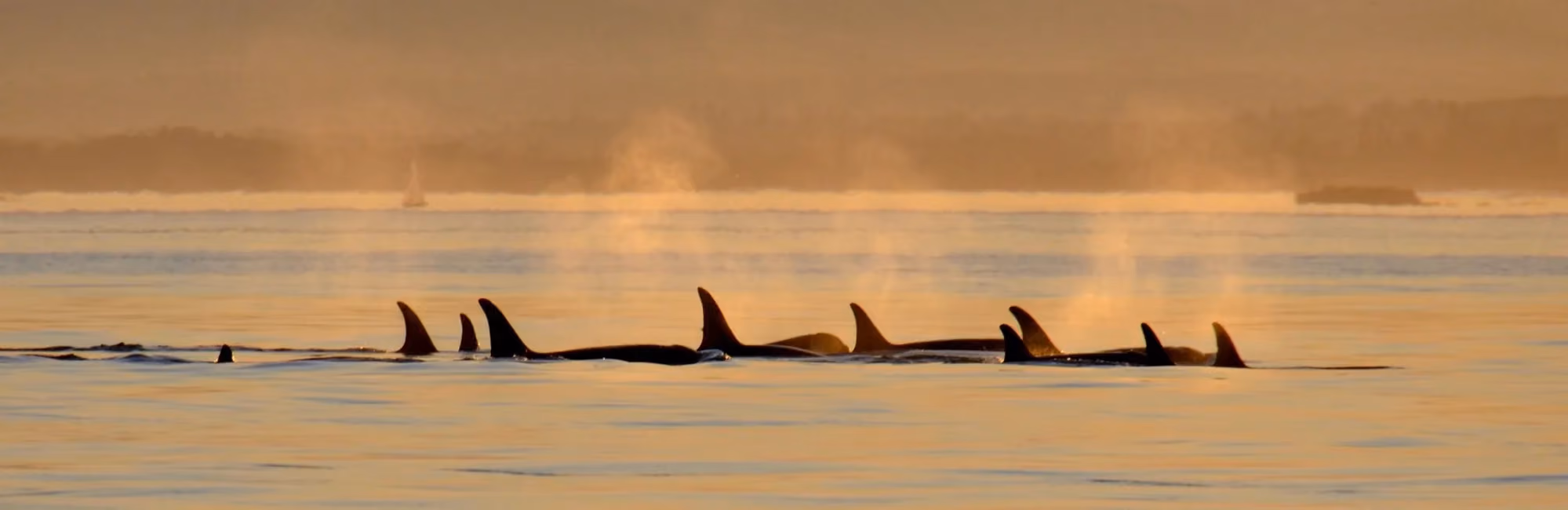 Southern resident killer whale sunset photo