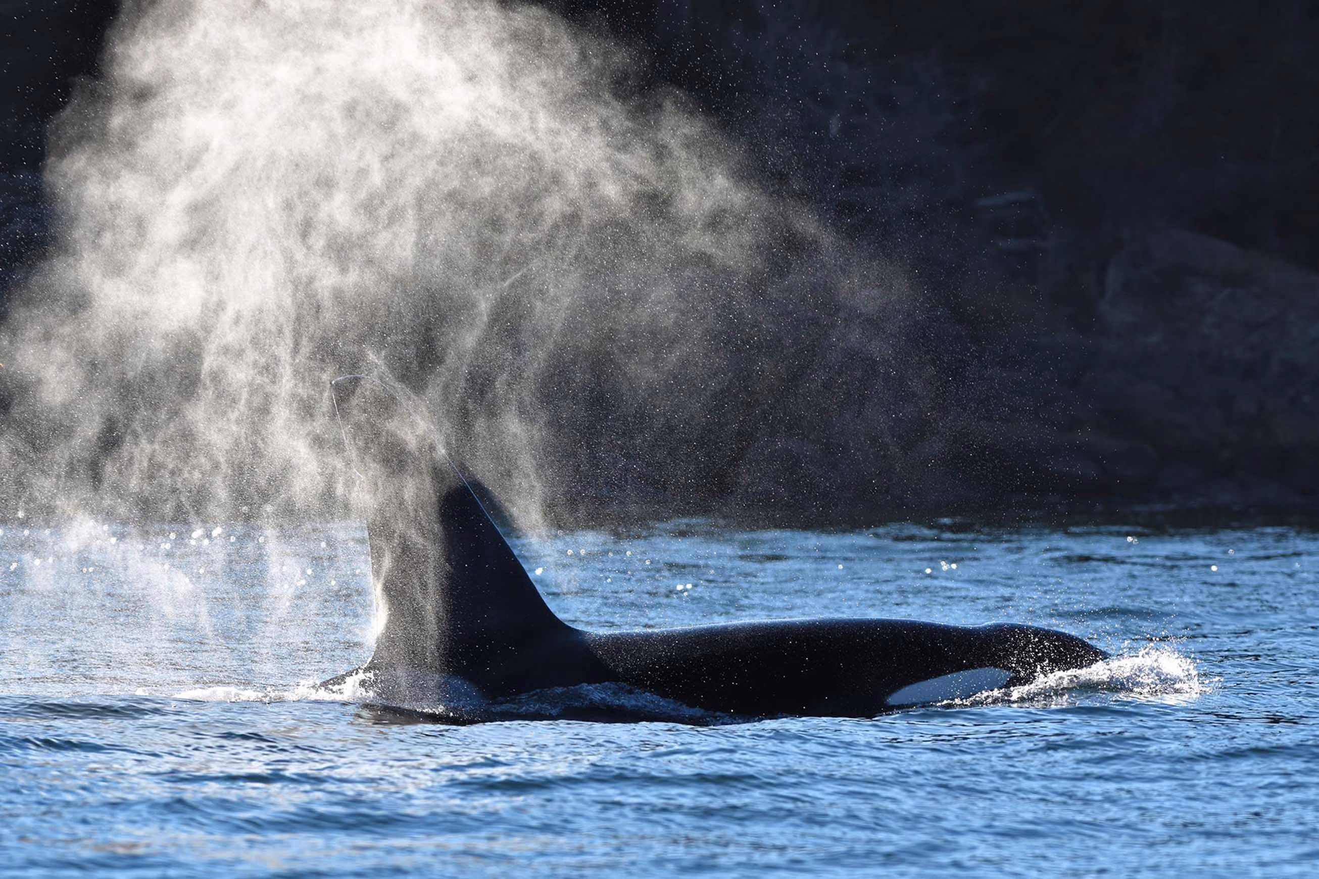 T19B Bigg's killer whale photo