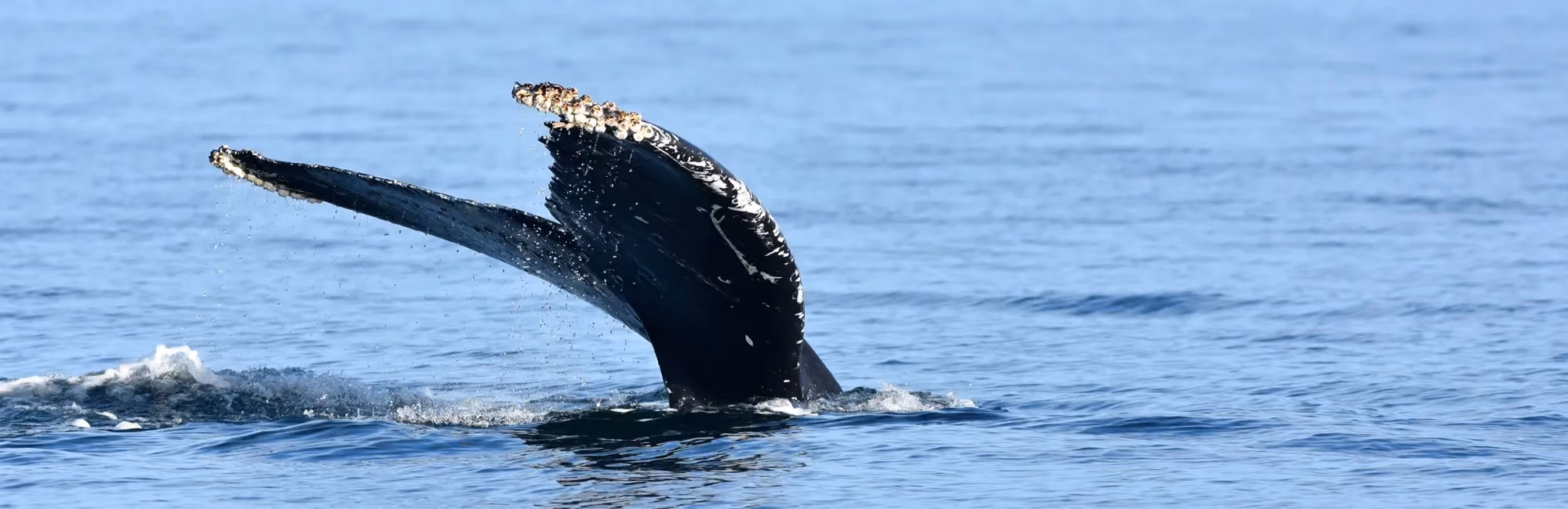 humpback photo
