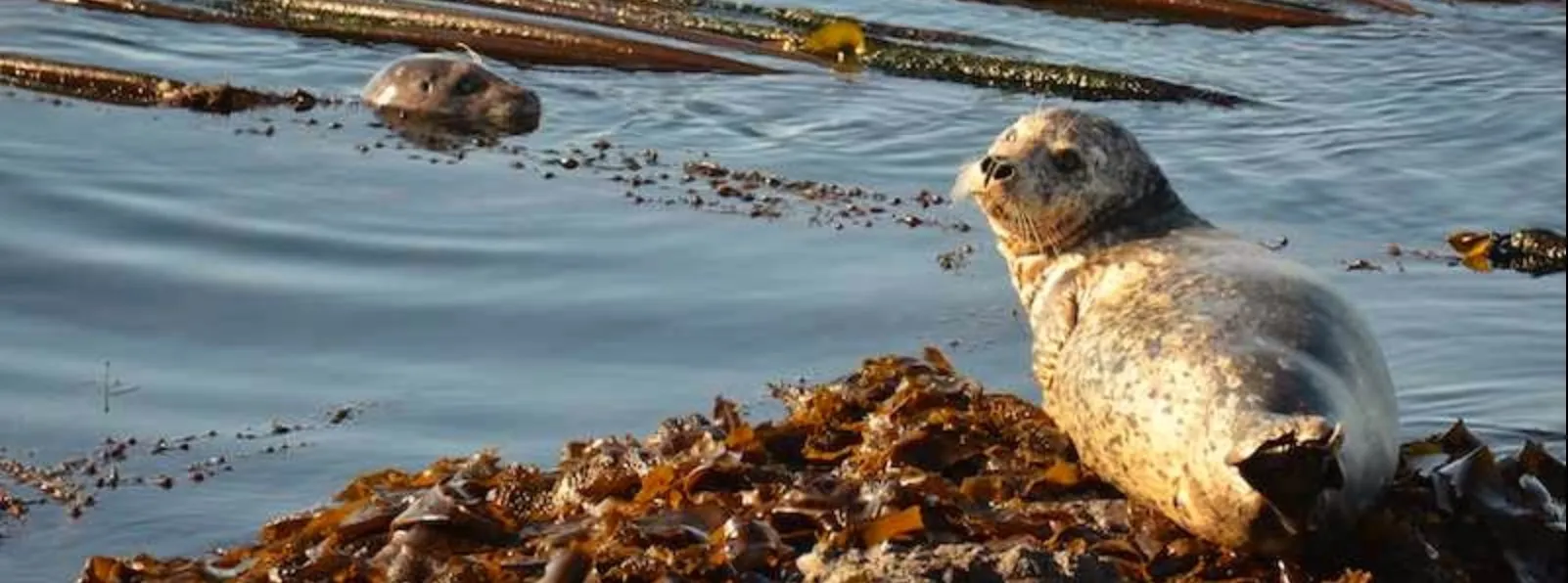 Harbor seal photo