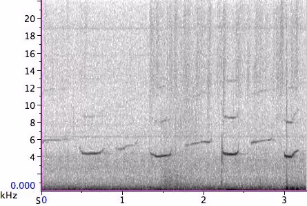 orca Whistle spectrogram
