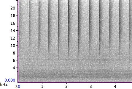 Clicks spectrogram