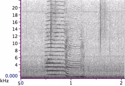 S1 orca call spectrogram