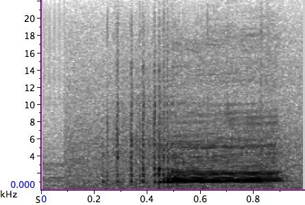 S4 orca call spectrogram