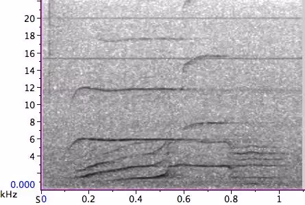 S2iii orca call spectrogram