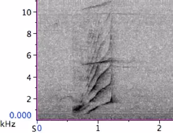 S19 orca call spectrogram