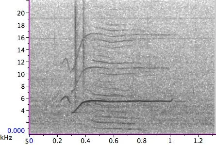 S36 orca call spectrogram