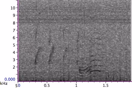 S18 orca call spectrogram