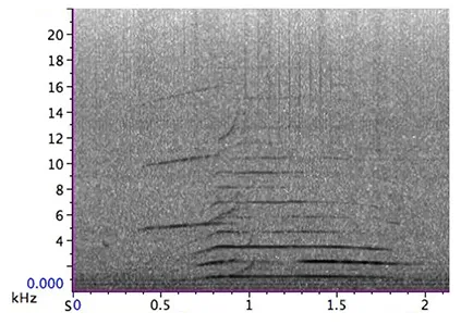 Spectrogram showing sound frequencies from 0 to 20 kHz over 2.2 seconds with dark horizontal lines indicating sound intensity at multiple frequencies between 2 and 12 kHz.
